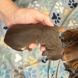 Maple - Chocolate and tan female Dachshund puppy in Live Oak, Florida from Johnson’s Weiner Farm