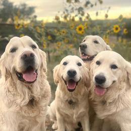 Golden Retrievers from Danehy Goldens
