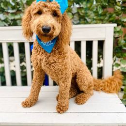 Sophie - Goldendoodle