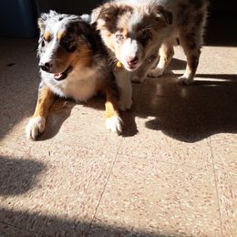 Australian Shepherd and Miniature Australian Shepherd Puppies from Grayback Aussies