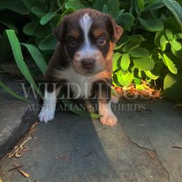 Puffin- White Collar - Red merle female Australian Shepherd puppy in Newport, Rhode Island from Wildlings Australian Shepherds