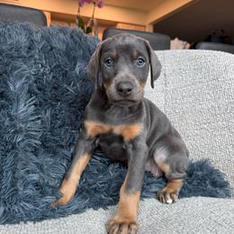 Leilani - Blue and rust female Doberman Pinscher puppy in Brookfield, Wisconsin from Haus of Hound