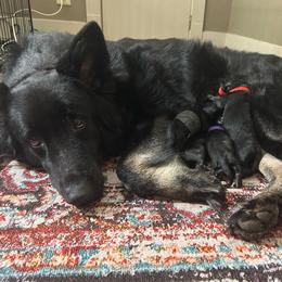 Eagle - Black male Shiloh Shepherd puppy in Griffin, Georgia from Orchard Hills Shilohs