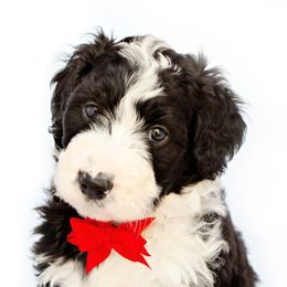 Bernedoodles from Southridge Bernedoodles