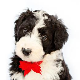 Bernedoodles from Southridge Bernedoodles