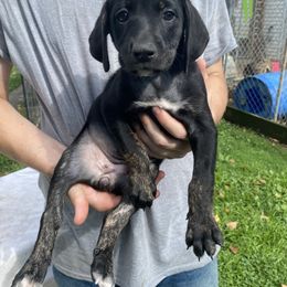 Mountain Cur Puppies from Walnut Ridge Mountain Curs