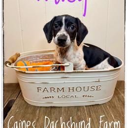 Tracy - Piebald female Dachshund puppy in Cincinnati, Ohio from Caines Dachshund Farm