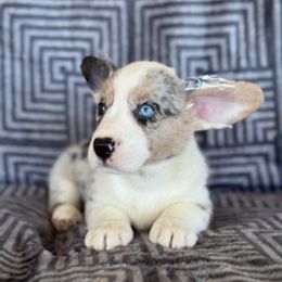 Girl blue eyes - Blue merle and white female Cardigan Welsh Corgi puppy in Huntington Beach, California from Lucky Puppies