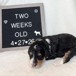 Nemo - Tri-color male Bernedoodle puppy in Sparrows Point, Maryland from Rosie’s Puppies