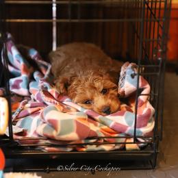 Cockapoo Puppies from Silver City Cockapoos