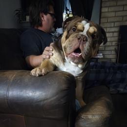 Bulldog puppies from The Barking Lot