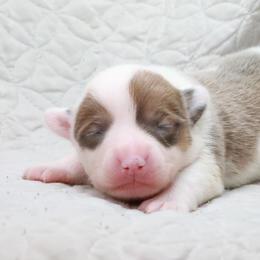 American Corgi, Cardigan Welsh Corgi, and Pembroke Welsh Corgi Puppies from Diamond Corgis