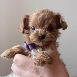 Clara - Red female Cavapoo puppy in Greenville, South Carolina from Reedy River Doodles