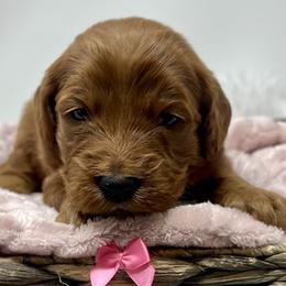 Aspen's Pink Female - Apricot female Goldendoodle puppy in Great Falls, Montana from Montana Goldendoodles