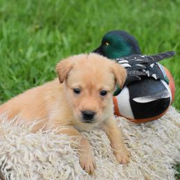 Green collar - Yellow male Labrador Retriever puppy in Gober, Texas from Trigger Time Kennels