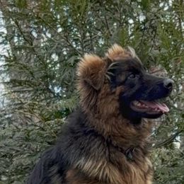 German Shepherd Puppies from Golden Ridge