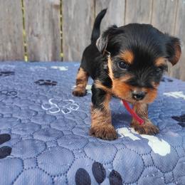 Mr. Maroon - Black and tan male Yorkshire Terrier puppy in Woodway, Texas from The Yorkie Empire