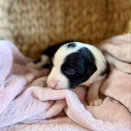 Poppi - Black and white female Border Collie puppy in Owenton, Kentucky from Three16 Ranch