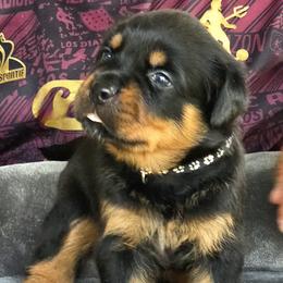 Rottweiler Puppies from Vom hause Reto