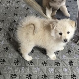 Pomskies from PJs Pomskies