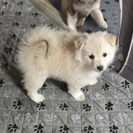 Pomskies from PJs Pomskies