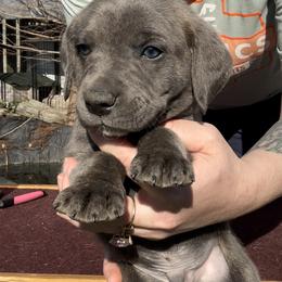 Mountain Cur Puppies from Walnut Ridge Mountain Curs