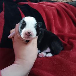 Penelope - Black & white female Australian Shepherd puppy in Sultan, Washington from Van Huitt Australian Shepherds