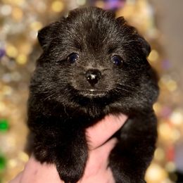 Tony - Black male Pomeranian puppy in Springfield, Missouri from Hope Mountain Pomeranians