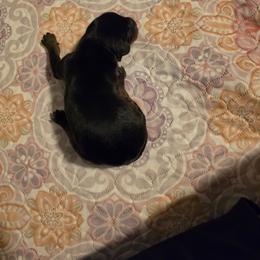 Black girl 1 - Black and rust female Doberman Pinscher puppy in New River, Arizona from Desert Mountain Dobermans