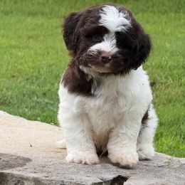 Snickers - Chocolate male Havanese puppy in Lancaster, South Carolina from 3 Bs Havanese-PUPPIES with  PURPOSE