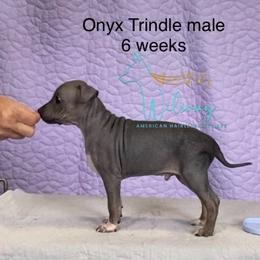 Onyx - Black tan and white male American Hairless Terrier puppy in Smith Center, Kansas from Wilsong Kennel