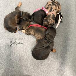 Maltipoo puppies from Nelson Creek Farms