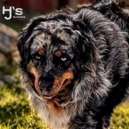 Leva - Australian Shepherd