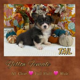 Yellow collar - Blue female Pembroke Welsh Corgi puppy in Charleroi, Pennsylvania from Twilight Hollow Corgis