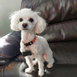 Rex - Poodle