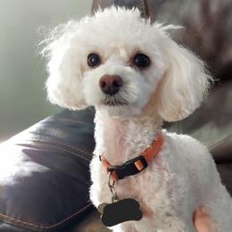 Rex - Poodle