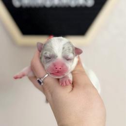 Brynn - Black and tan female Chihuahua puppy in Harrison, Michigan from Cloud9 Chihuahuas