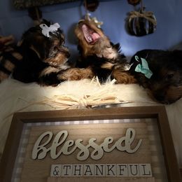 Yorkshire Terrier Puppies from Yuppie Yorkies