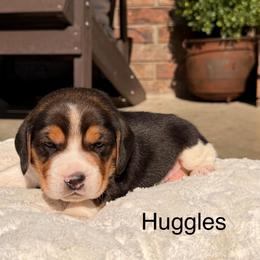 Huggles - Black tan and white male Beagle puppy in Mansfield, Missouri from Rippee Creek Kennel