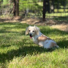 Charlotte - Dachshund