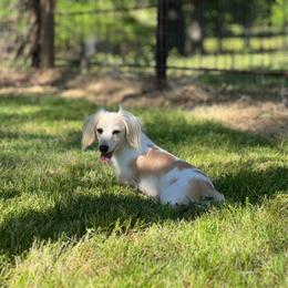 Charlotte - Dachshund