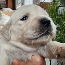 Miss Lavender - Light golden female Golden Retriever puppy in Phoenix, Maryland from Tamarind Goldens