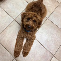 Goldendoodle puppies from Riverside Poodles