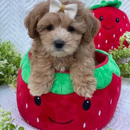 Strawberry - Apricot female Maltipoo puppy in Bellingham, Washington from My Sweet Poodles and Doodles