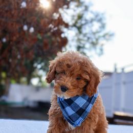 Flynn - Red male Cavapoo puppy in Apopka, Florida from Rae Precious Puppies