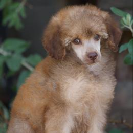 Burgundy - Sable female Poodle puppy in Orem, Utah from First Class Poodles