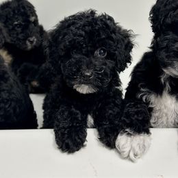 Daisy - Poodle puppy from Cache Valley Poodles