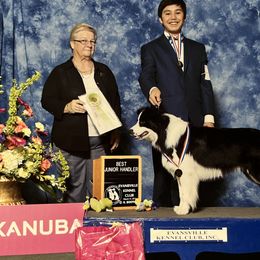 Hammy - Border Collie