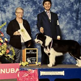 Hammy - Border Collie