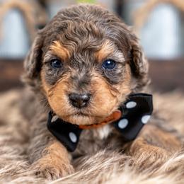 Rowan - Blue merle male Bernedoodle puppy in Erda, Utah from Country Lane Doodles